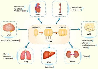 C1q/Tumor Necrosis Factor-Related Protein 9: Basics and Therapeutic Potentials